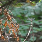 Eagle Rock Reservation 3