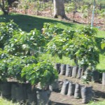Coffee Plant