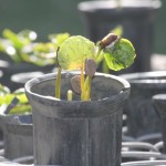 Coffee Plant