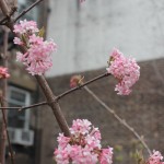 Highline Park 21