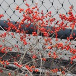 Highline Park 6