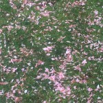 Cherry Blossom Festival 1
