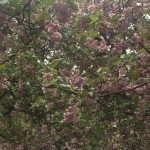 Cherry Blossom Festival 2