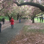 Cherry Blossom Festival 9