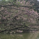 Cherry Blossom Festival 15