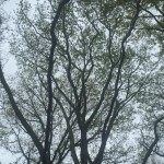 Cherry Blossom Festival 17
