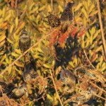 Liberty State Park Migratory Bird Sanctuary 16