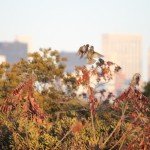Liberty State Park Migratory Bird Sanctuary 18