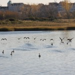 Liberty State Park Migratory Bird Sanctuary 8