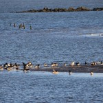 Liberty State Park Migratory Bird Sanctuary 21