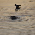 Liberty State Park Migratory Bird Sanctuary 4