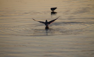 Liberty State Park Migratory Bird Sanctuary 5