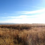 Liberty State Park Migratory Bird Sanctuary 2
