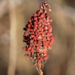 Liberty State Park Migratory Bird Sanctuary 12