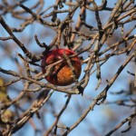 Liberty State Park Migratory Bird Sanctuary 14
