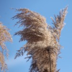 Liberty State Park Migratory Bird Sanctuary 15