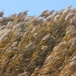 Liberty State Park Migratory Bird Sanctuary 11