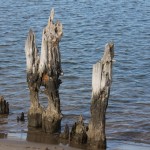 Liberty State Park Migratory Bird Sanctuary 24
