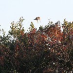 Liberty State Park Migratory Bird Sanctuary 7