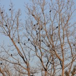Liberty State Park Migratory Bird Sanctuary 9
