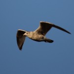 Liberty State Park Migratory Bird Sanctuary 10