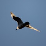 Liberty State Park Migratory Bird Sanctuary 13