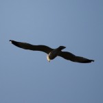 Liberty State Park Migratory Bird Sanctuary 19