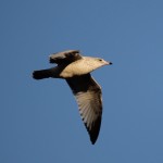 Liberty State Park Migratory Bird Sanctuary 23