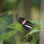 Costa Rica 24