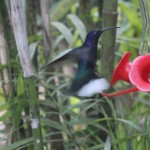 Costa Rica 18