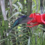 Costa Rica 19