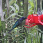 Costa Rica 20