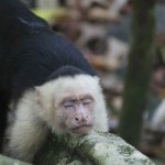 Costa Rica 6