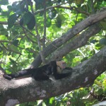 Costa Rica 9