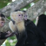 Costa Rica 5