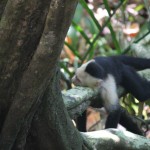 Costa Rica 7