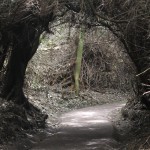 Trail to the Lagoon