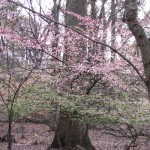 Princeton to Lambertville Loop 6