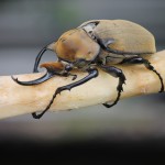 Rhino Beetle