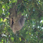 Sloth